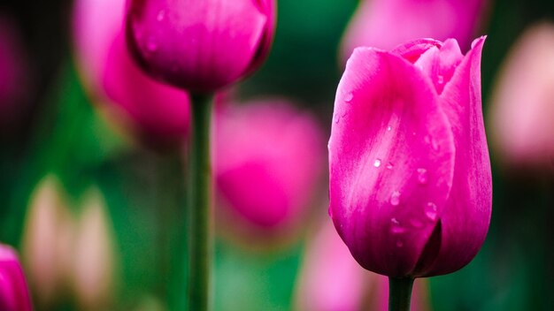 Foto close-up de uma tulipa rosa