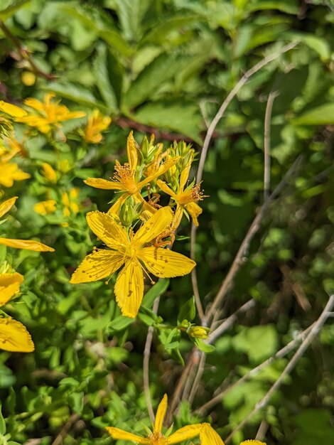 Close-up de uma única flor de erva de São João