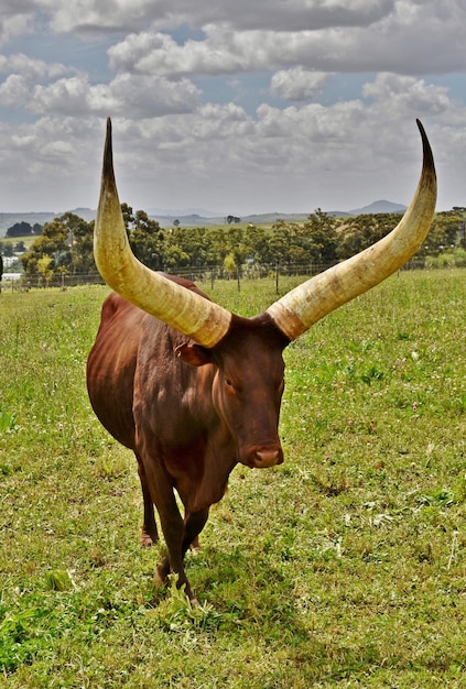 Foto close-up de uma vaca ankole com grandes chifres