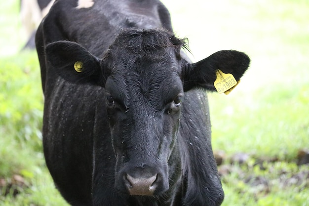 Foto close-up de uma vaca no campo