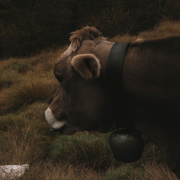 Foto close-up de uma vaca no campo