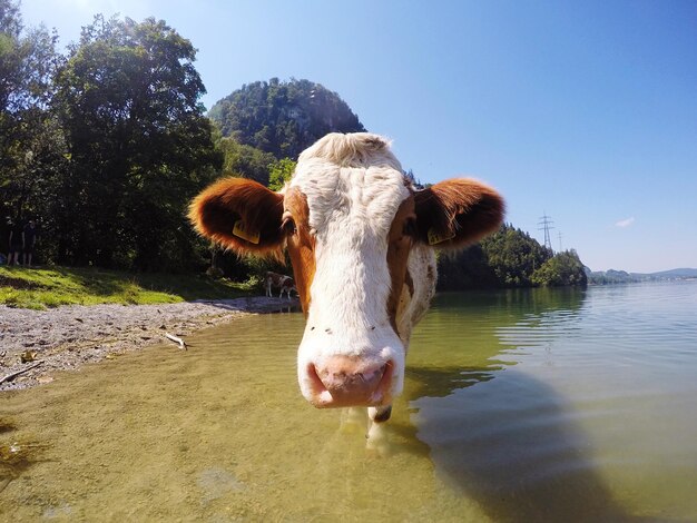 Foto close-up de uma vaca no rio