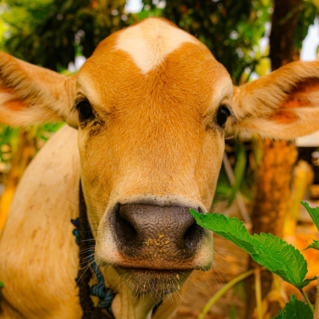 Foto close-up de uma vaca