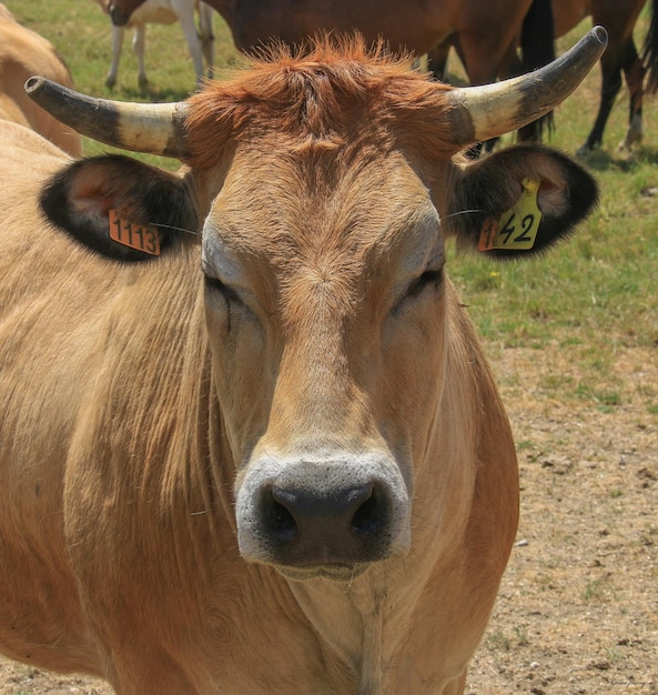 Foto close-up de uma vaca