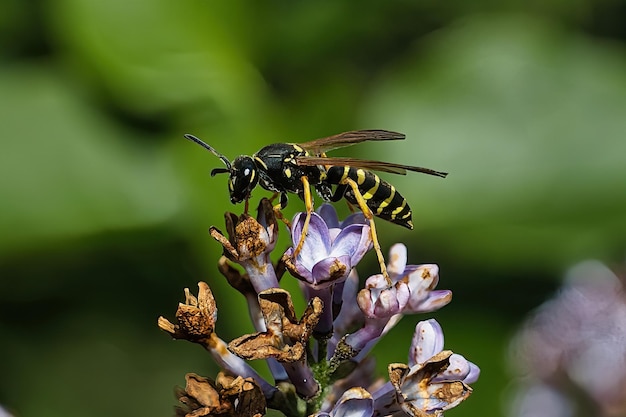 Close-up de uma vespa empoleirada em uma flor de lila