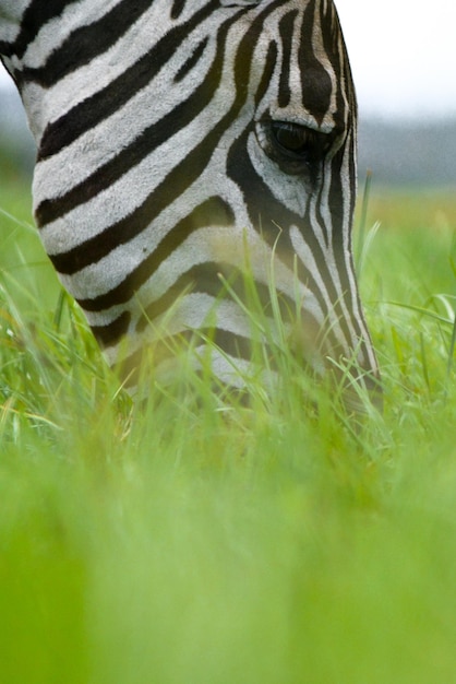 Foto close-up de uma zebra pastando no campo