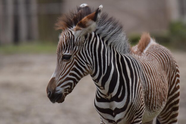 Foto close-up de uma zebra