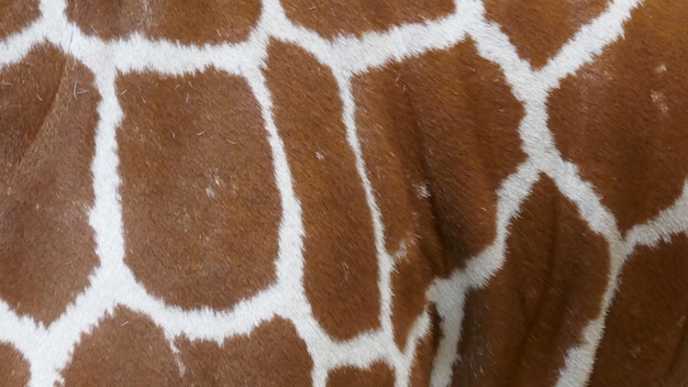 Foto close-up de uma zebra