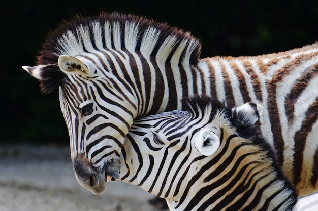 Foto close-up de uma zebra