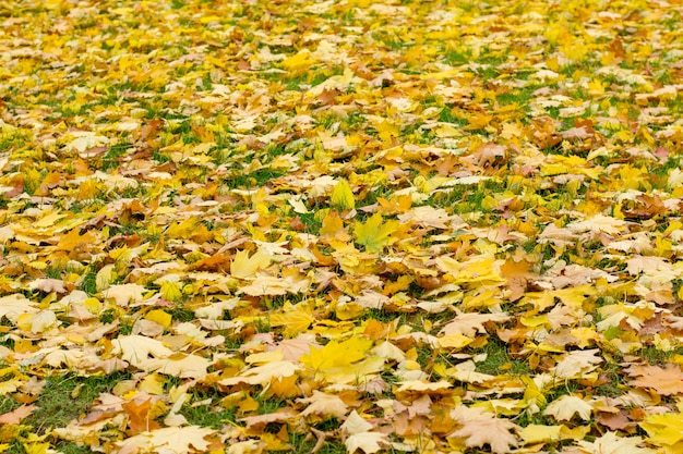 Close up de umas folhas de plátano do outono na grama verde.