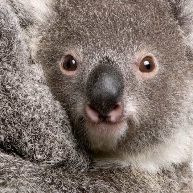 Close-up de urso coala, Phascolarctos cinereus,