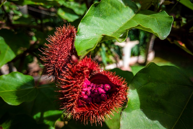 Foto close-up de urucum urucum ruits