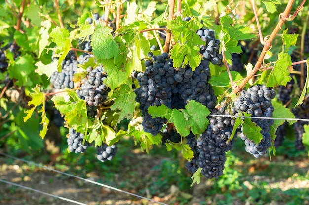 Close up de uva em vinhedos de champanhe em montagne de reims, reims, frança