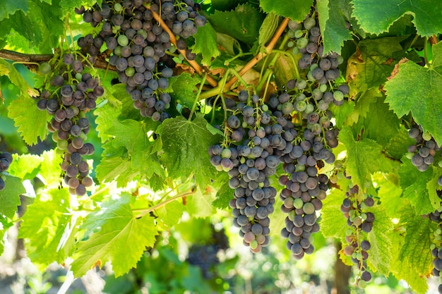 Close up de uva em vinhedos de champanhe em Montagne de Reims, Reims, França