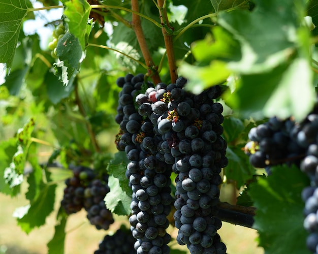 Close-up de uvas crescendo em árvores