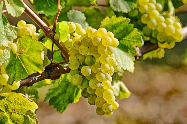 Close-up de uvas crescendo em árvores