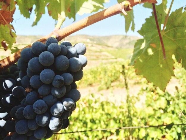 Foto close-up de uvas em árvore