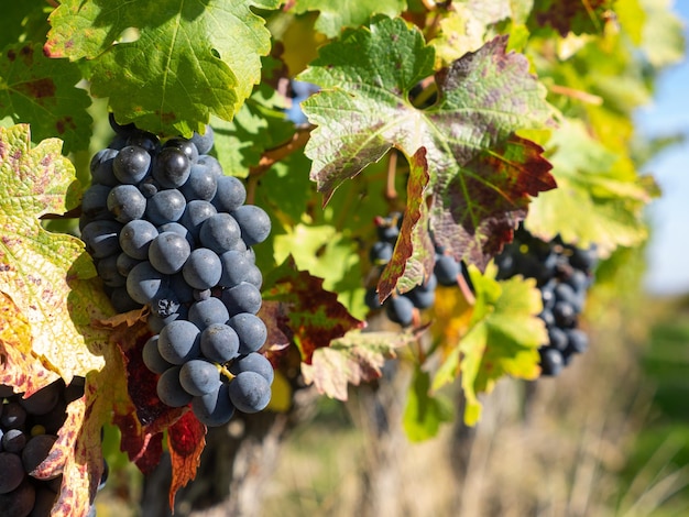 Close up de uvas merlot vermelhas no vinhedo St Emilion Gironde Aquitaine França