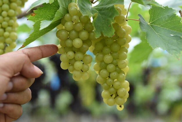 Close-up de uvas na mão