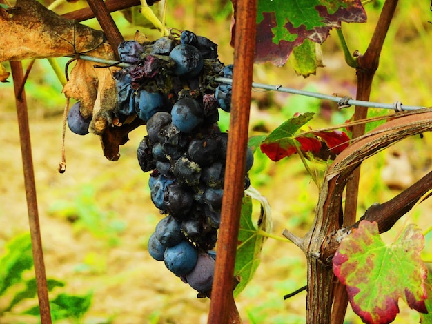 Close-up de uvas podres em uma vinha