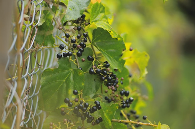 Close-up de uvas que crescem na planta