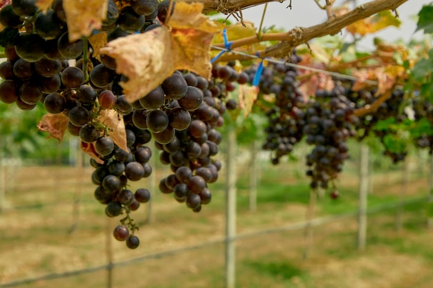 Foto close-up de uvas que crescem na vinha