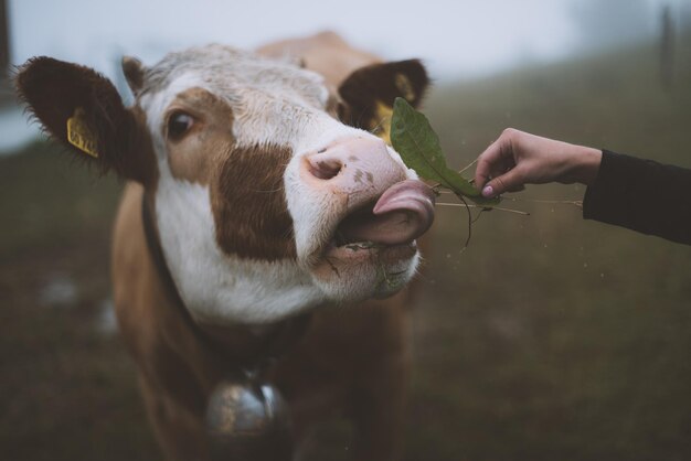 Close-up de vaca comendo a mão