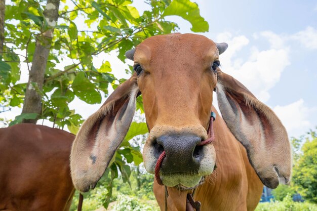 Close-up de vaca marrom no campo