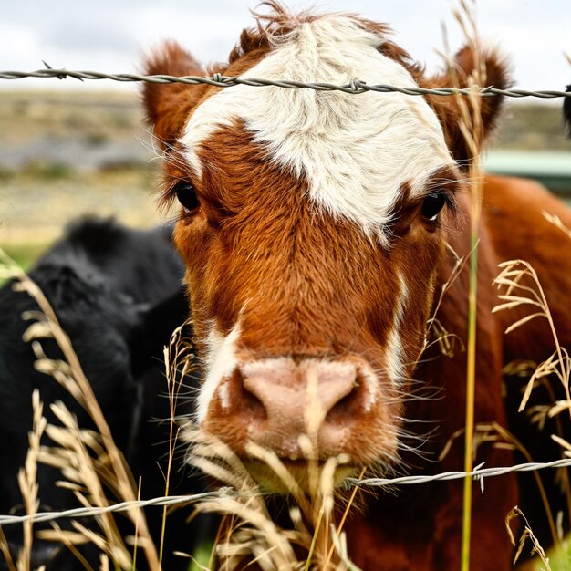 Foto close-up de vaca no campo