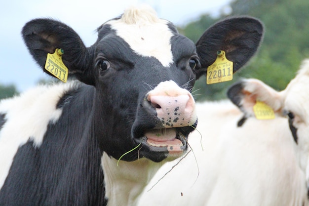 Close-up de vaca