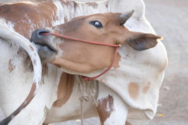 Foto close-up de vaca