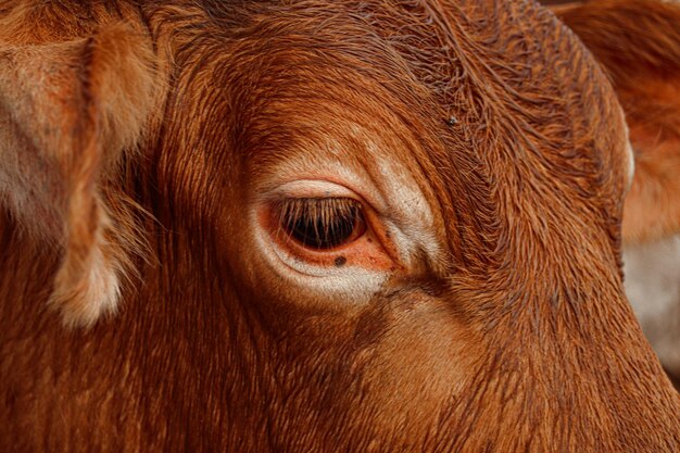 Foto close-up de vaca