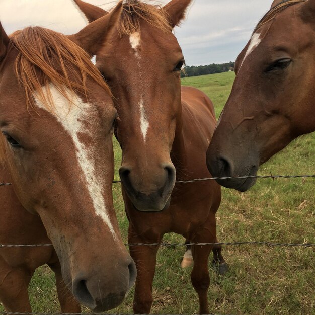 Foto close-up de vacas a pastar no campo