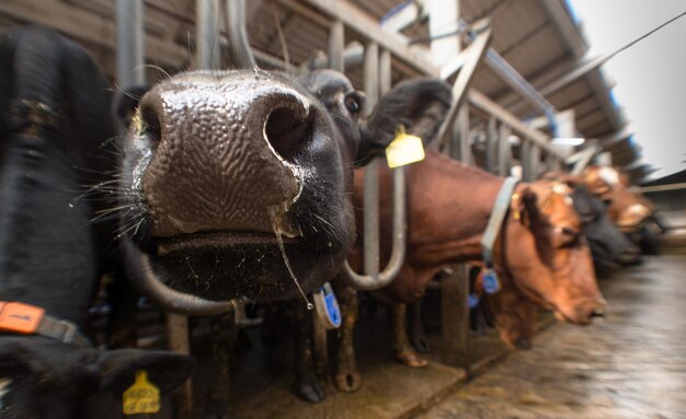 Foto close-up de vacas na fazenda