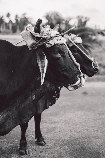 Foto close-up de vacas no campo