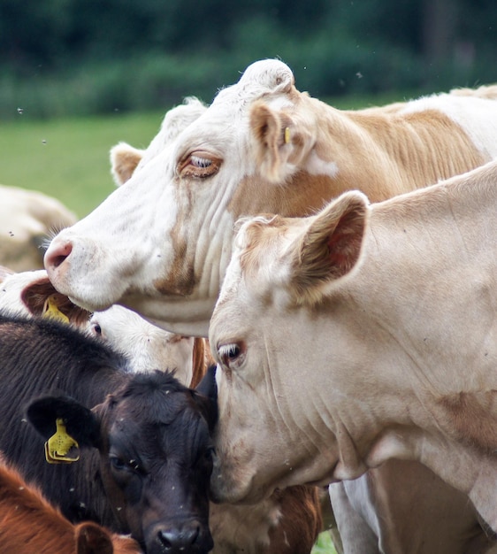 Foto close-up de vacas no campo