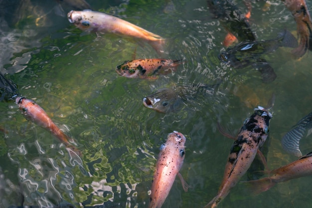 Close-up de vários peixes koi nadando em uma lagoa Belos fundos de bokeh coloridos exóticos
