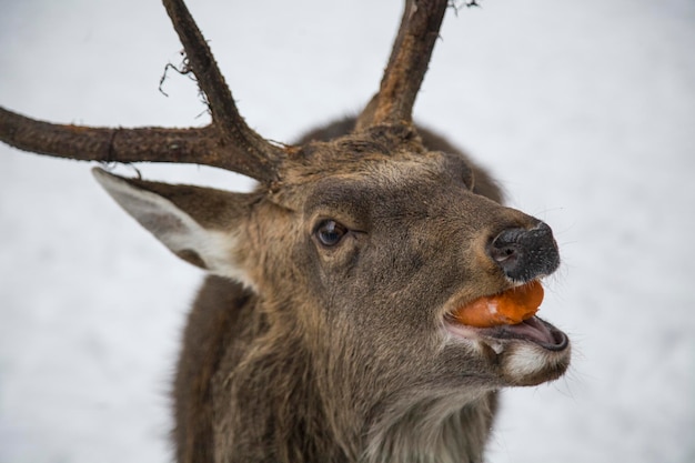 Close-up de veado na neve