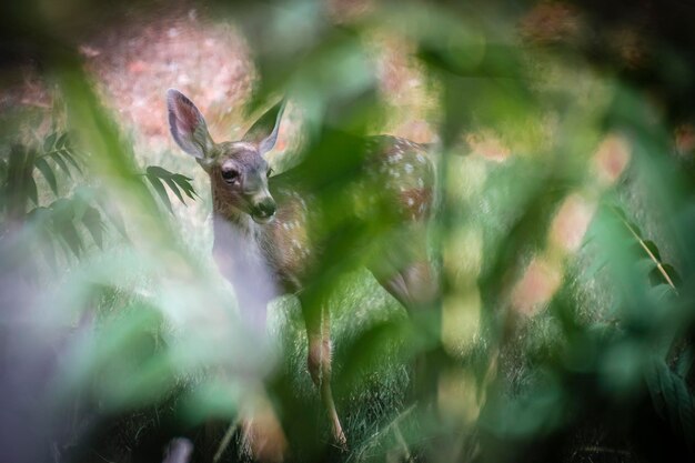 Foto close-up de veado na planta