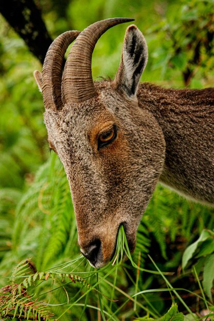 Foto close-up de veado no campo