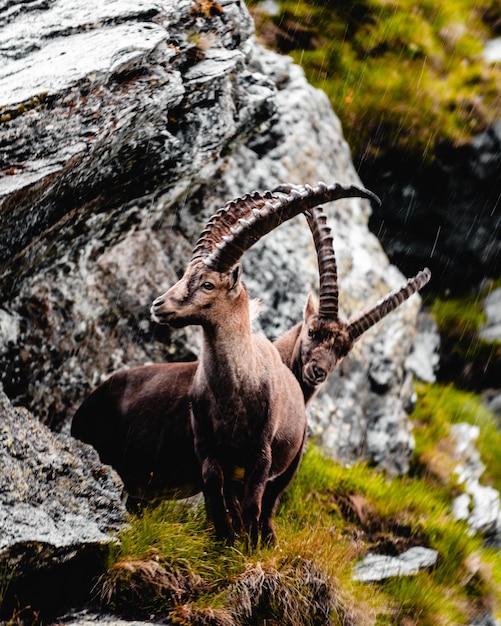 Close-up de veado no campo