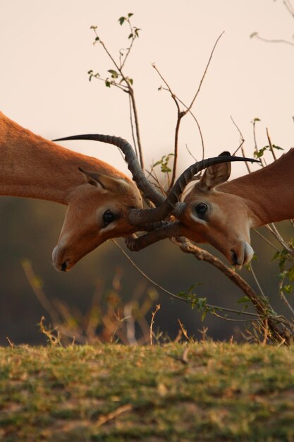 Foto close-up de veado no campo