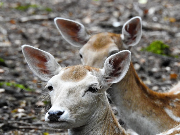 Foto close-up de veado no campo