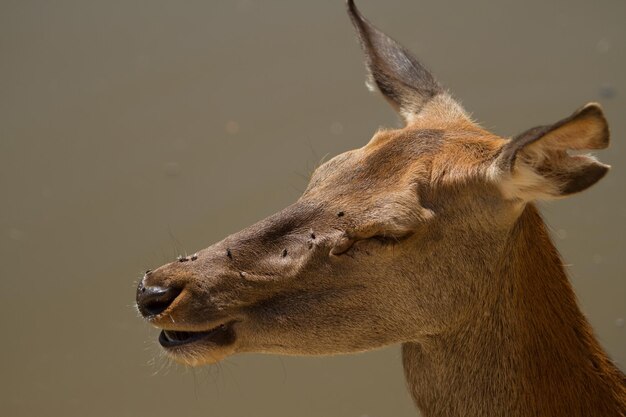 Foto close-up de veado