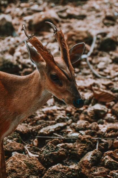 Close-up de veado