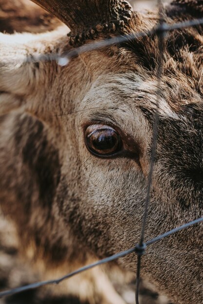 Foto close-up de veado