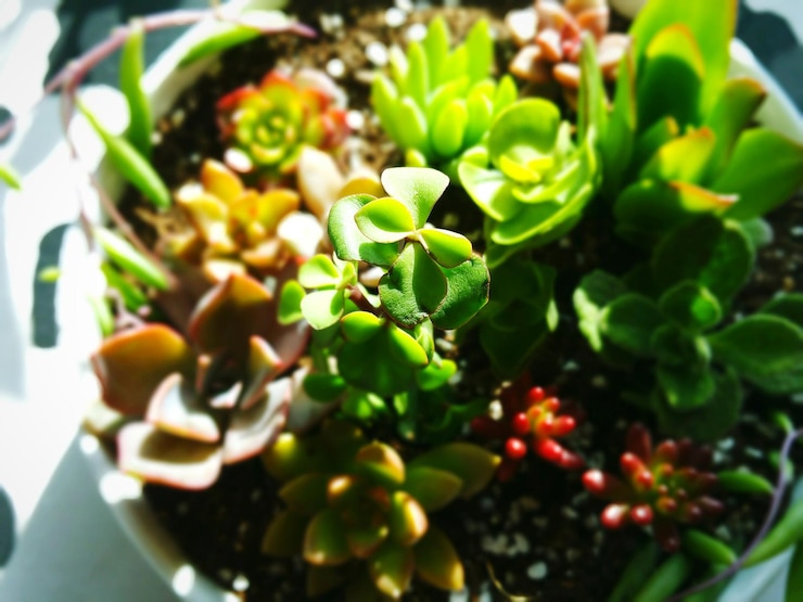 Foto close-up de vegetais