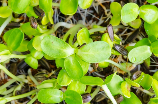 Close-up, de, verde, seedling, crescendo, de, solo