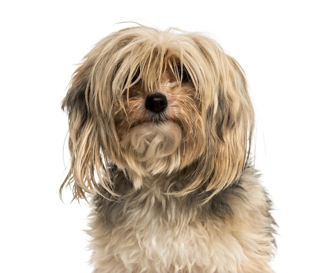 Close-up de Yorkshire terrier isolado no branco