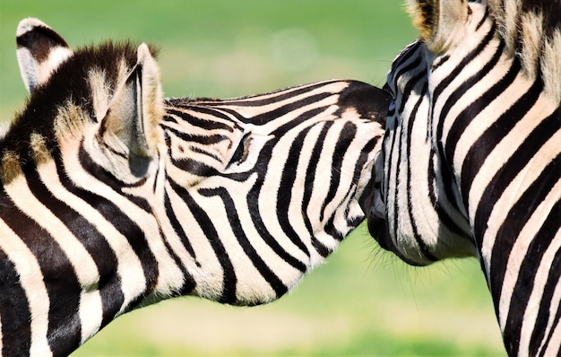 Close-up de zebras brincalhonas à luz do sol